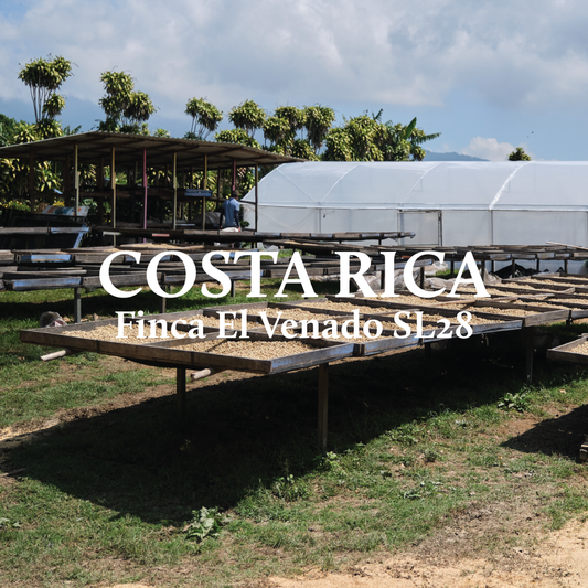 Costa Rica Finca El Venado SL28